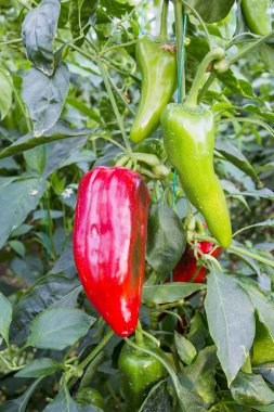 Sera tarım bu biber alanın