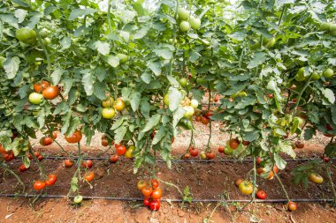 Domates alan sera tarım 