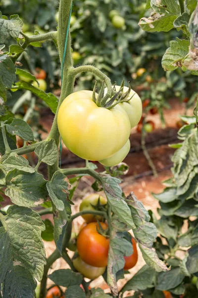 Tomatoes field greenhouse agriculture