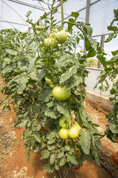 Tomatoes field greenhouse agriculture