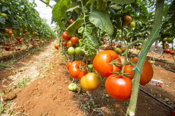 Domates alan sera tarım 