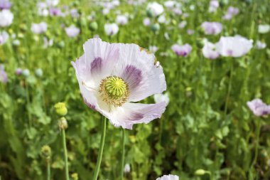 Haşhaş alan tarım