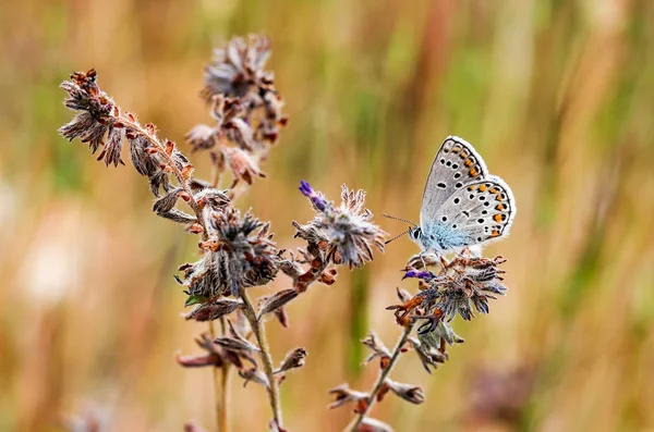 Motyl Przyrodzie Dzikie Życie — Zdjęcie stockowe