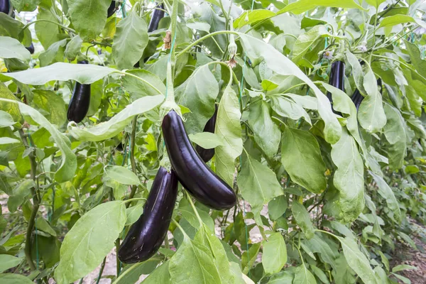 Aubergine Veld Landbouw Broeikasgassen — Stockfoto