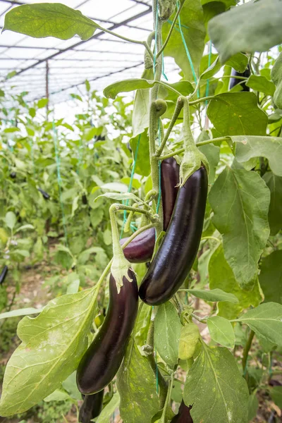 Padlizsán Mező Mezőgazdasági Üvegházhatást Okozó — Stock Fotó