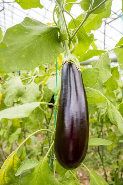 Padlizsán Mező Mezőgazdasági Üvegházhatást Okozó — Stock Fotó