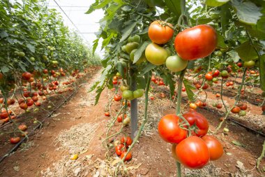Domates alan sera tarım
