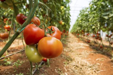 Seradaki kırmızı domatesler