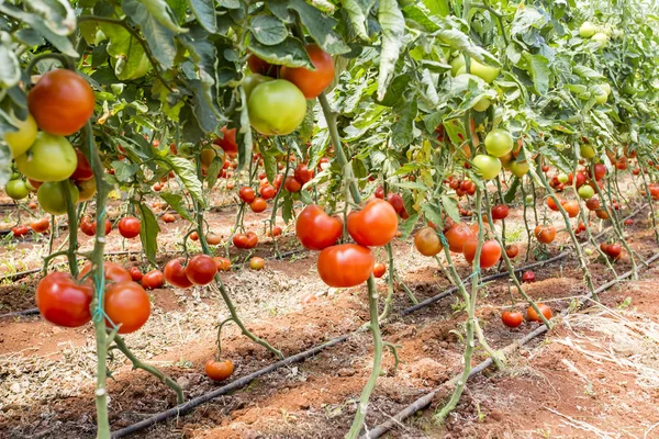 Tomatoes Field Greenhouse Agriculture — Stock Photo, Image