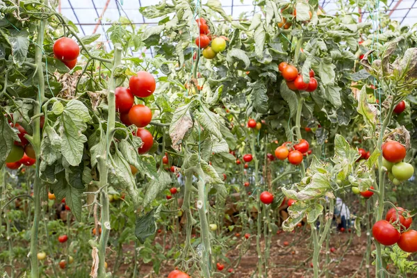 Tomates Campo Invernadero Agricultura — Foto de Stock