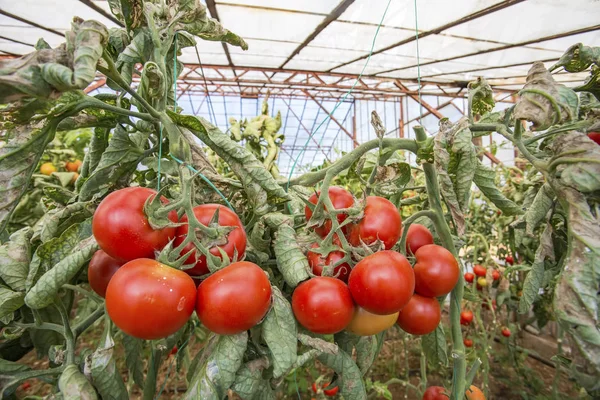 Tomatoes field green house agriculture