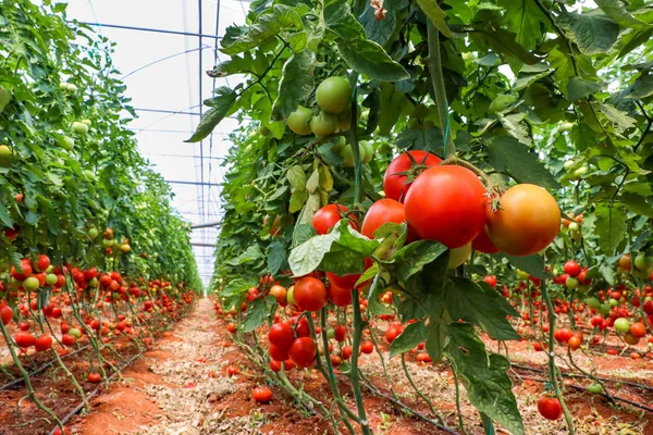 Tomatoes field, greenhouse agriculture