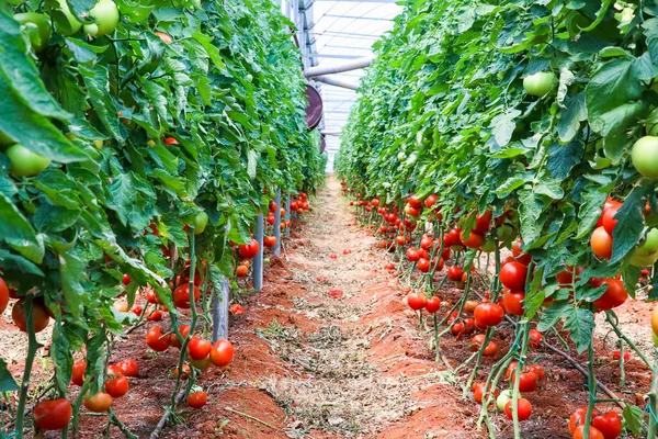 Domates alan, sera tarım