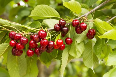 Taze organik kiraz ağacı