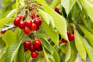 Bahçede taze kirazlar, yakın..