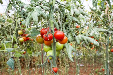 Seradaki kırmızı domatesler