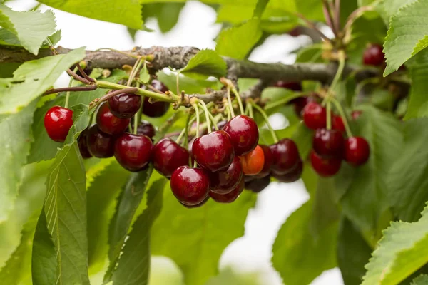 Fresh Ripe Cherries Garden Close — Stock Photo, Image