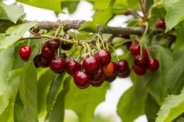 Cerezas Maduras Frescas Jardín Cerca — Foto de Stock