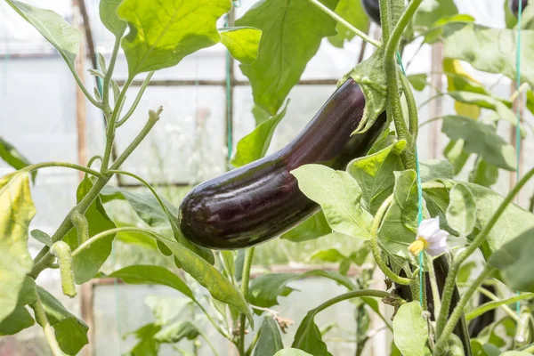 Fresh Ripe Eggplants Green Leaves Garden — Stockfoto