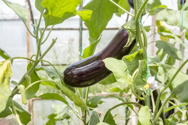 Frische Reife Auberginen Mit Grünen Blättern Garten — Stockfoto