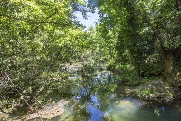 Ormandaki nehrin güzel manzarası