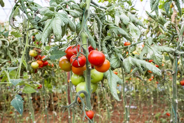 Seradaki kırmızı domatesler