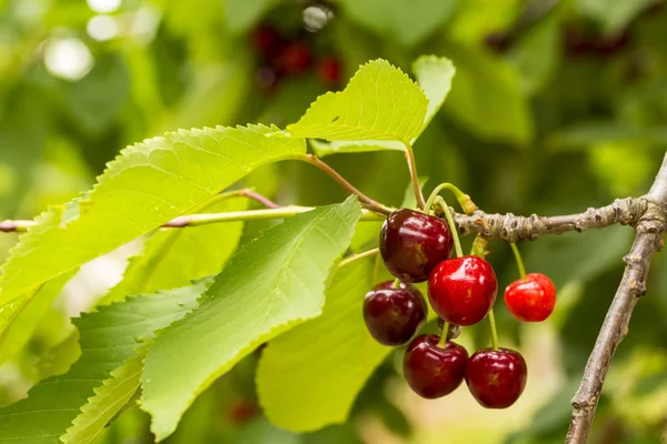 Fresh Ripe Cherries Garden Close — Stock Photo, Image