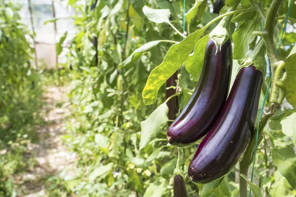 Fresh Ripe Eggplants Green Leaves Garden — Stockfoto