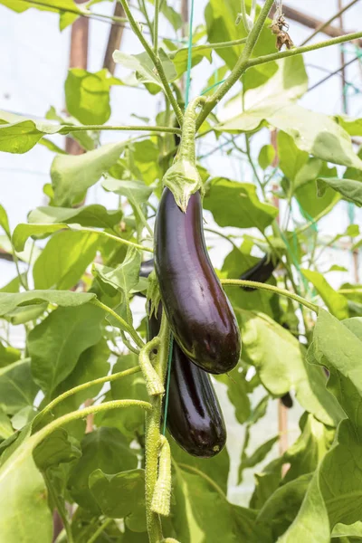 Fresh Ripe Eggplants Green Leaves Garden — ストック写真