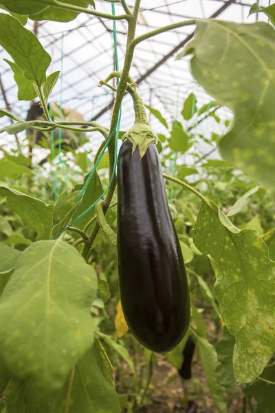 Fresh Ripe Eggplants Green Leaves Garden — Stock Fotó