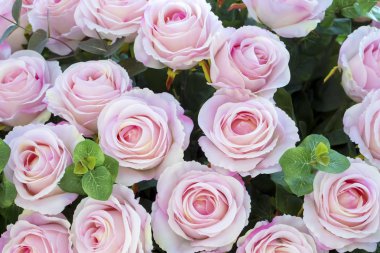 Pembe güller arka plan, yakın görüntü