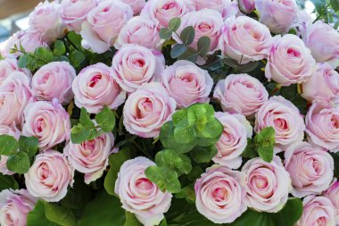 Pembe güller arka plan, yakın görüntü