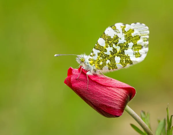 Papillon Dans Nature — Photo