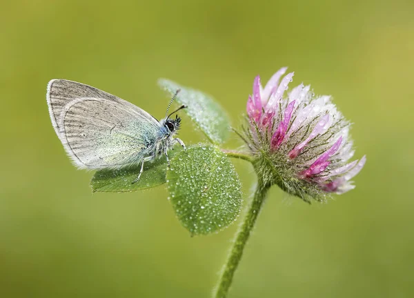 Motyl Przyrodzie — Zdjęcie stockowe