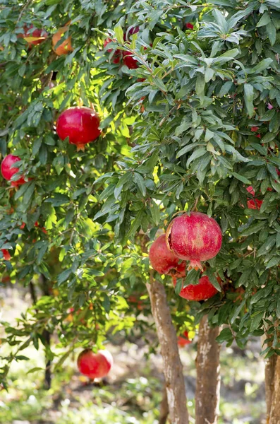 Red Pomegranates Growing Garden — Stockfoto