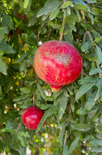 Rote Granatäpfel Wachsen Garten — Stockfoto