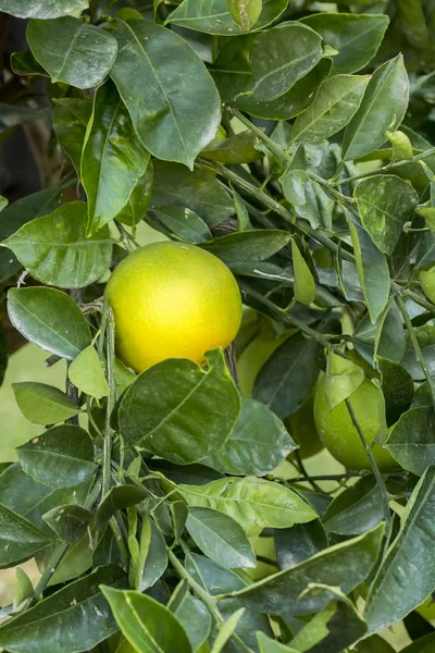 Zelený Strom Oranžové Ovoce — Stock fotografie