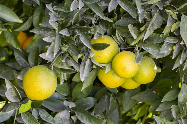 Limoni Verdi Che Crescono Nella Giornata Estiva Vista Vicino — Foto Stock