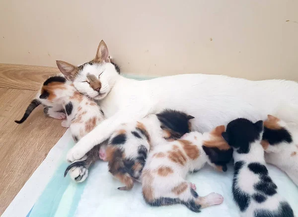 Mommy Cat Kittens Pleid — Stockfoto
