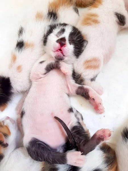 Close View Black White Newborn Kitten — Stockfoto