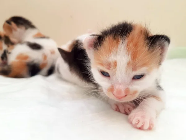 黒と白の新生児用子猫の — ストック写真