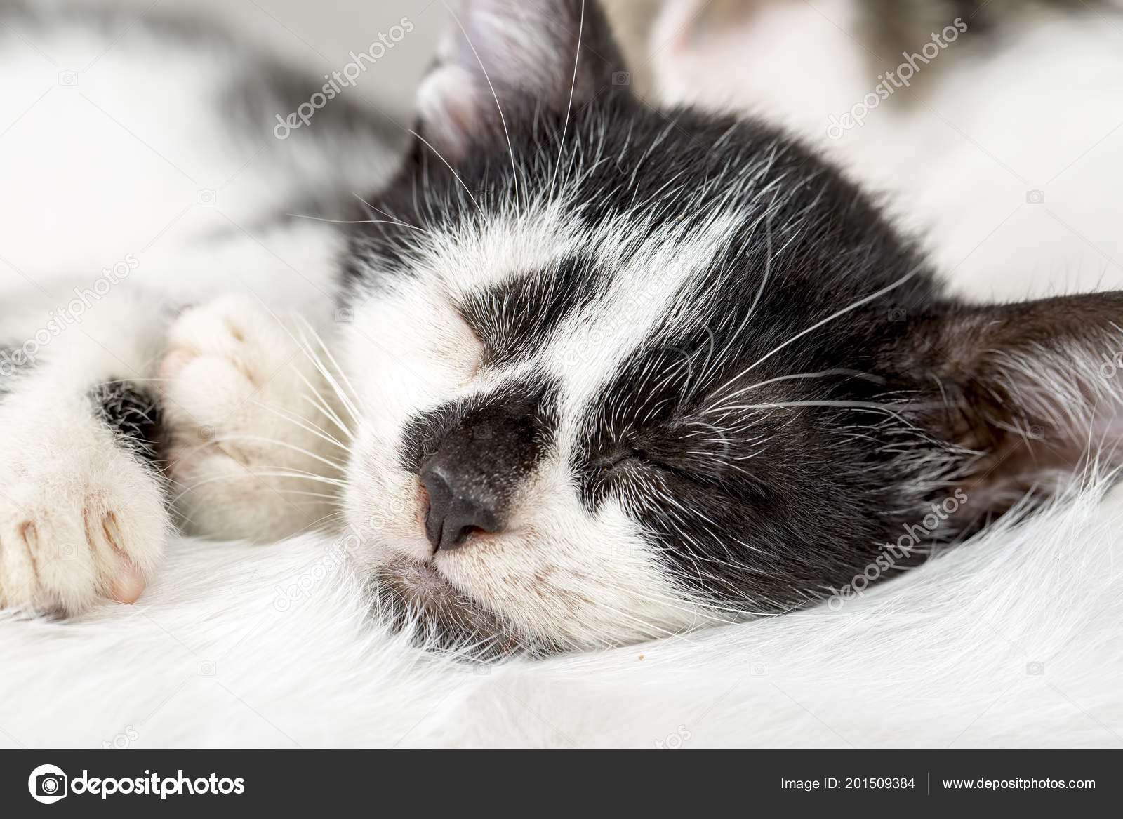 SCARICA MIAGOLIO GATTO