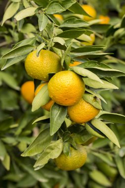Mandalina ağacı, meyve tarım