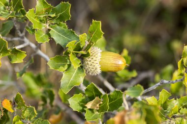 fresh ripe acorns growing on the oak tree