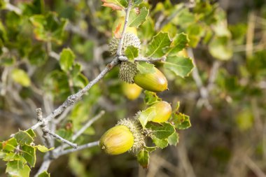 fresh ripe acorns growing on the oak tree