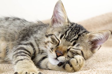 Şirin yavru kedi kedi miyav