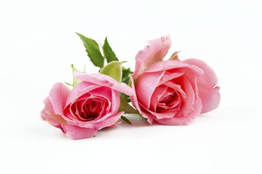 Beyaz arka planda güzel pembe güller