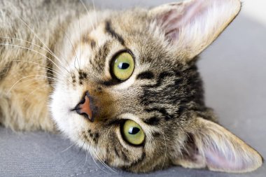 Şirin yavru kedi kedi miyav