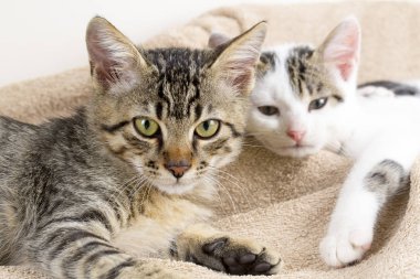 Şirin yavru kedi kedi miyav