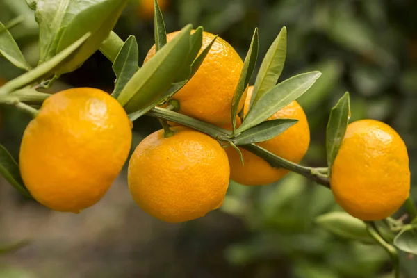 Tangerine tree, fruit agriculture